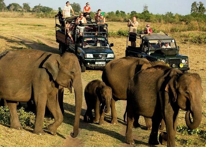 Wildlife Safari Tours